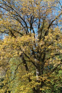 Quercus douglasii