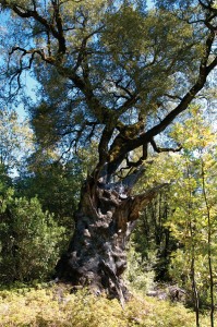 Quercus chrysolepis