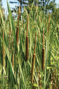 Typha latfolia