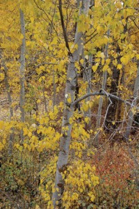 Populus balsamifera