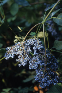 Sambucus nigra