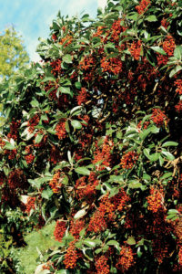 Arbutus menziesii