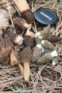 Morel Diversity