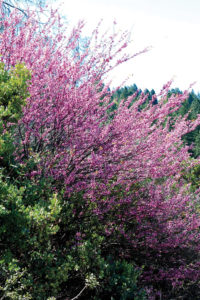 Cercis occidentalis