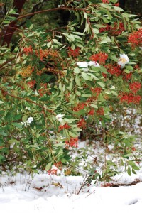 Heteromeles arbutifolia