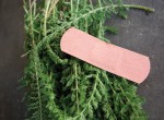 Fresh Yarrow Leaves