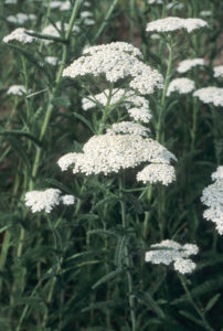 Achillea millefolium