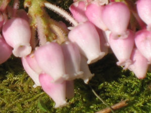 Manzanita Blossoms