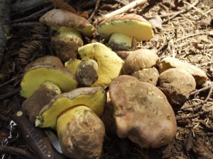 Boletus regius