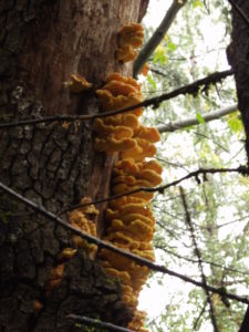 Laetiporus sulfureus