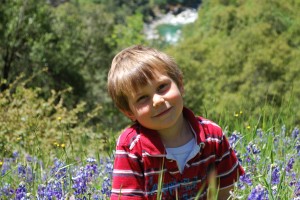 Among The Wildflowers