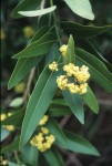 California Bay Laurel; Photo by Karen Callahan