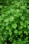 Chickweed