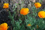 California Poppy