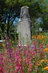 Wildflowers at the Sacramento Historic Cemetery