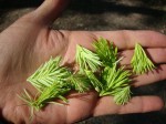 Douglas Fir tips