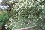 Wild Lilac (Ceanothus integerrimus)