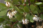 Pinemat Manzanita (Arctostaphylos nevadensis)