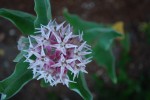 Showy Milkweed (Asclepias speciosa)