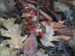 Madrone Berries in Winter