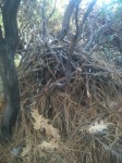 Wood Rat's Nest--Truly Art of the Wild