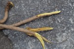 Oregon Grape Root