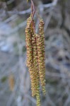 Alder Catkins