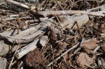 Driftwood Discoveries at Yuba River