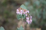 Tasting Manzanita Blossoms