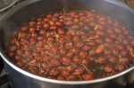 Making Rose Hip Tea