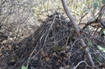 wood rat's nest