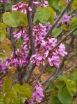 Redbud (Cercis occidentalis), by Darlene Ward