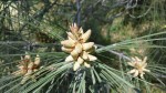 Grey Pine Pollen