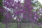 Redbud