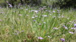 Blue-Eyed Grass