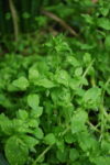 Chickweed