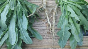 Dandelion Leaf and Root