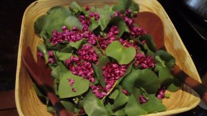 Miner's Lettuce & Redbud Salad