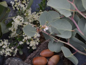 Poison Oak Away: manzanita leaves, bay leaves, acorn shells, oak bark, ceanothus blossoms
