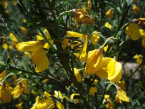 Scotch Broom in Bloom