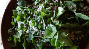 Spring Weed Salad: Miner's Lettuce & Manzanita Blossoms