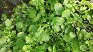 Watercress