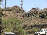 Logging Remains