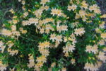 Bush Monkeyflower (Mimulus aurantiacus) Drought tolerant to Moderate Water in Summer