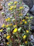 Grindelia for Lung Congestion