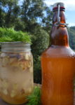 Douglas Fir Soda with Ginger Starter