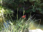 Horsetail, Approved in Europe for Urinary Inflammation