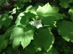 thimbleberry flower