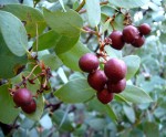 Manzanita (Arctostaphylos manzanita)