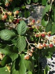 Blackberries (non-native)